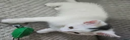 Domestic Shorthair cats for sale: White And Black, Female, Domestic Shorthair Kitten - Advert 11