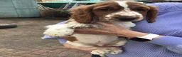 Welsh Springer Spaniel dogs for sale: Beautiful WELSH SPRINGER LAST FEW - Advert 6