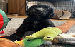 Cocker Spaniel dogs for sale: Handsome black cocker spaniel boy - Advert 10