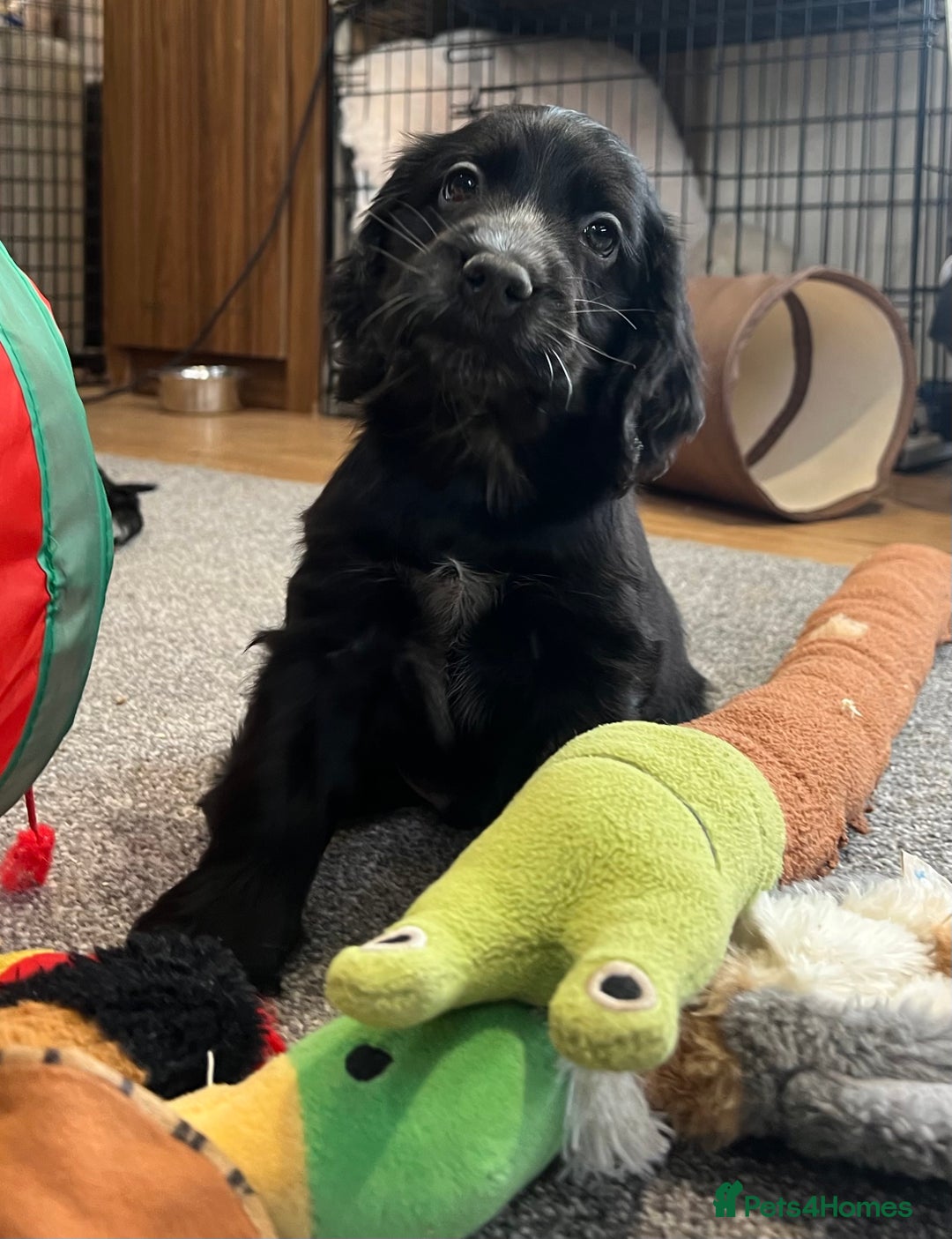 Cocker Spaniel dogs for sale: Handsome black cocker spaniel boy - Advert 10