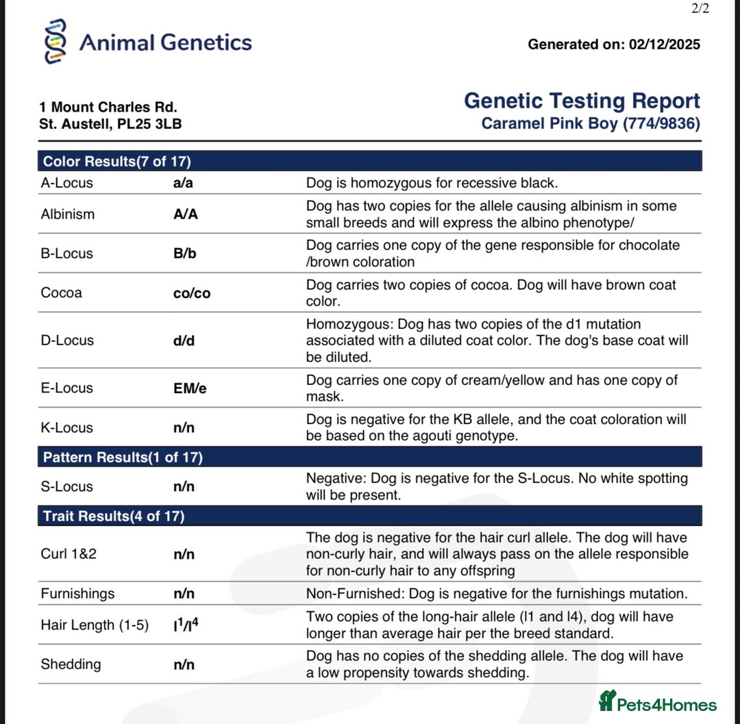 French Bulldog dogs for stud: Bruno The Pink Fluffy - Advert 5