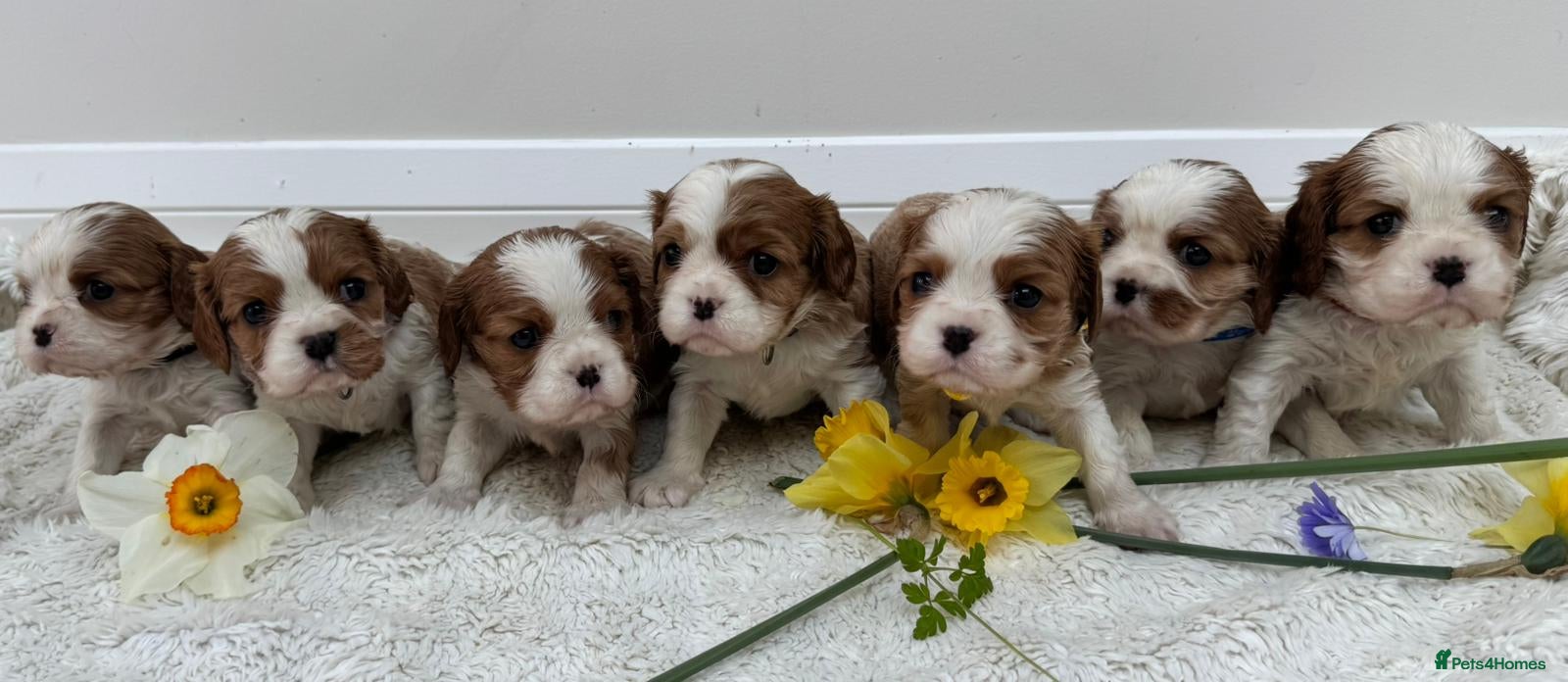 Cavalier King Charles Spaniel dogs 7 adorable KC registered puppies  - Advert 1