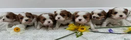 Cavalier King Charles Spaniel dogs for sale: 7 adorable KC registered puppies  - Advert 1