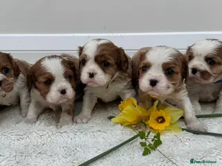 Cavalier King Charles Spaniel dogs 7 adorable KC registered puppies - Advert 1