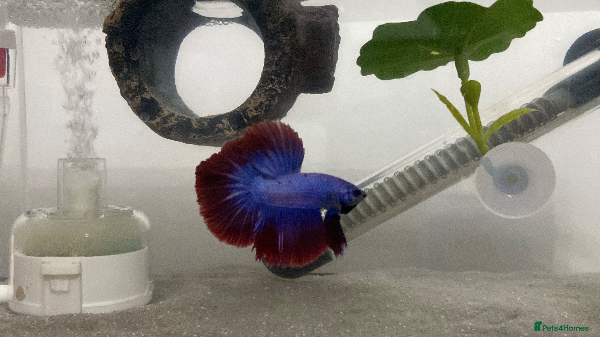 Bettas fish Half-Moon Betta Fish - Advert 1