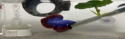 Bettas fish for sale: Half-Moon Betta Fish in Bolton - Advert 1