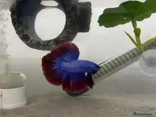 Bettas fish Half-Moon Betta Fish - Advert 5