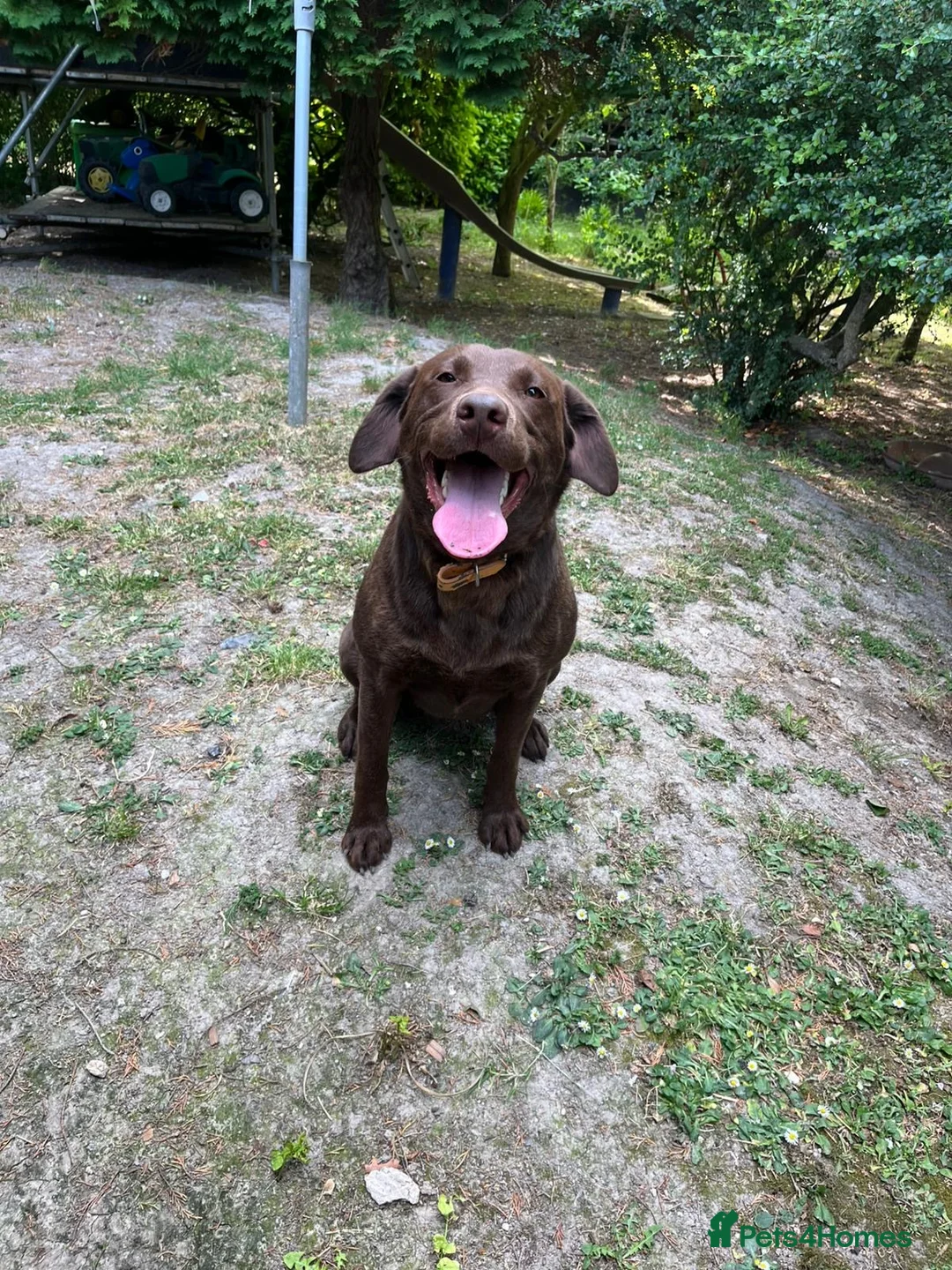 Labrador Retriever dogs for sale: 8 high quality game chocolate Labrador’s - Advert 2
