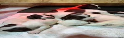 English Springer Spaniel dogs for sale: KC Springer Spaniel puppies for sale  - Advert 3