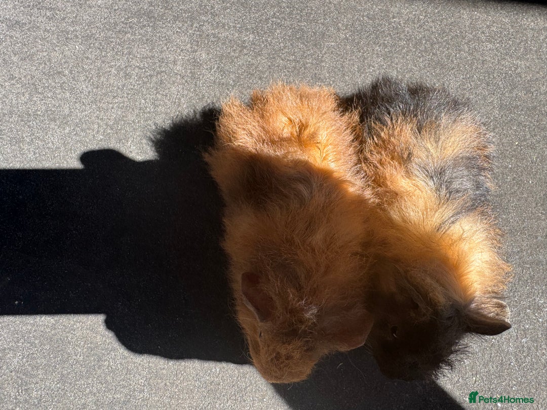 Guinea Pig rodents for sale: Stunning baby male guinea pigs  - Image 9