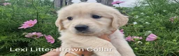 Golden Retriever dogs for sale: Show Line Golden Retriever pups available - Advert 14