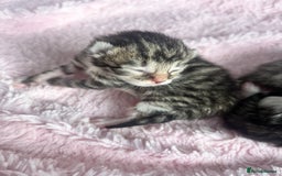 Siberian cats for sale: Four fluffy hyperallergenic kittens - Image 11