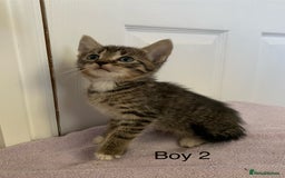 Mixed Breed cats for sale: 5 Male kittens ready for new homes - Image 4