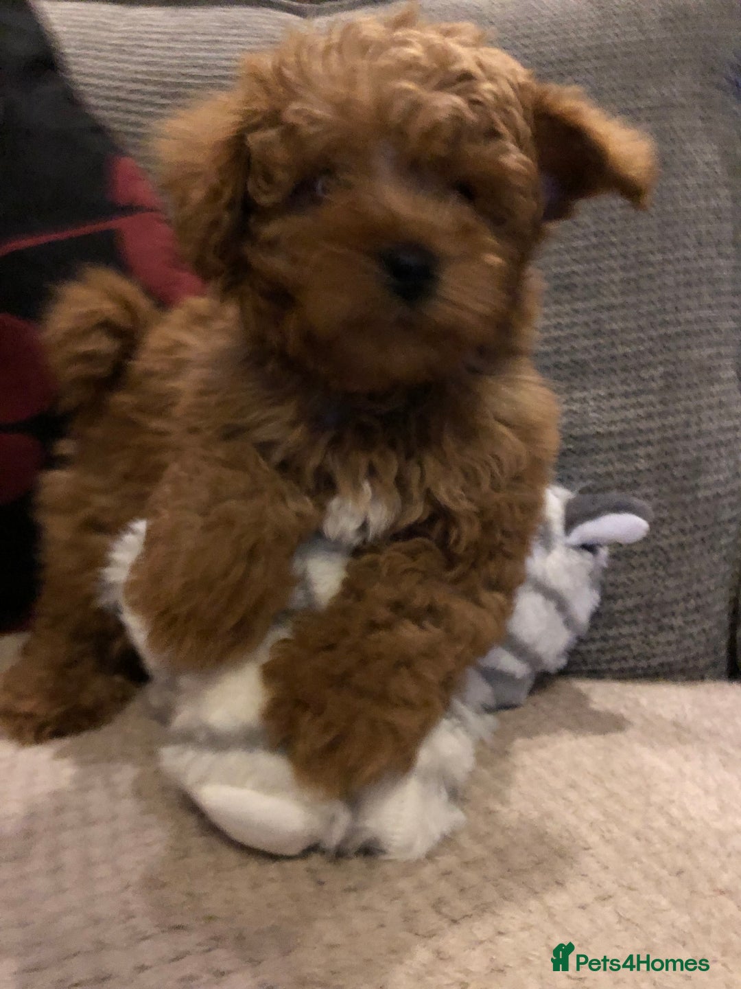 Mixed Breed dogs for sale: shihtzu cross puppies for sale - Advert 18