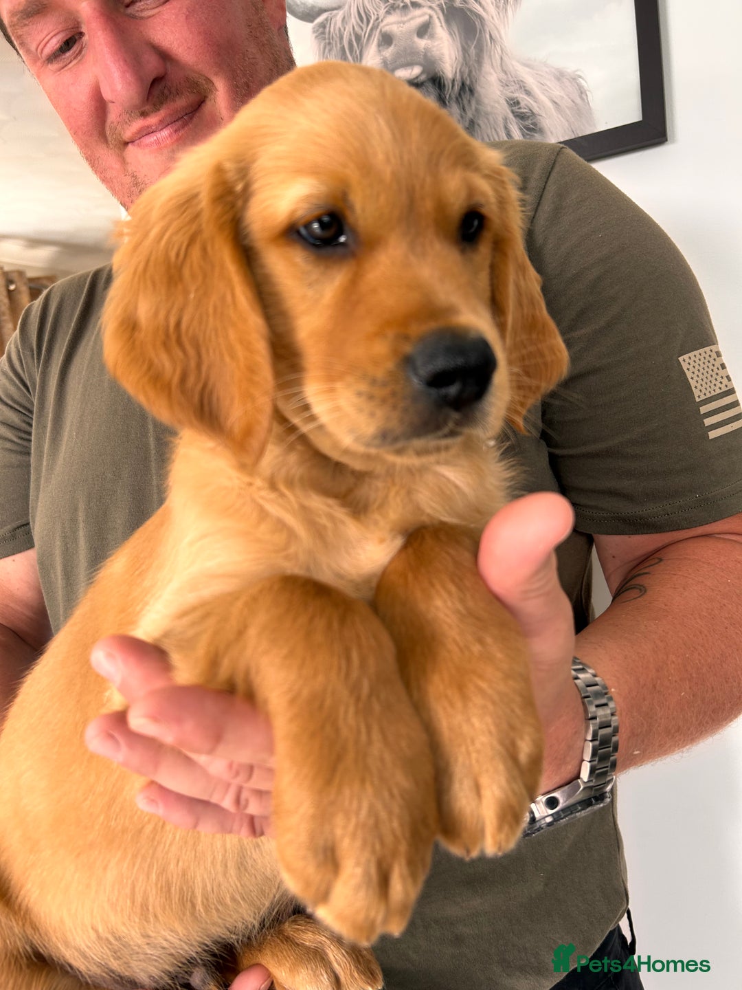 Golden Retriever dogs for sale: Golden Retriever Puppies  - Image 7
