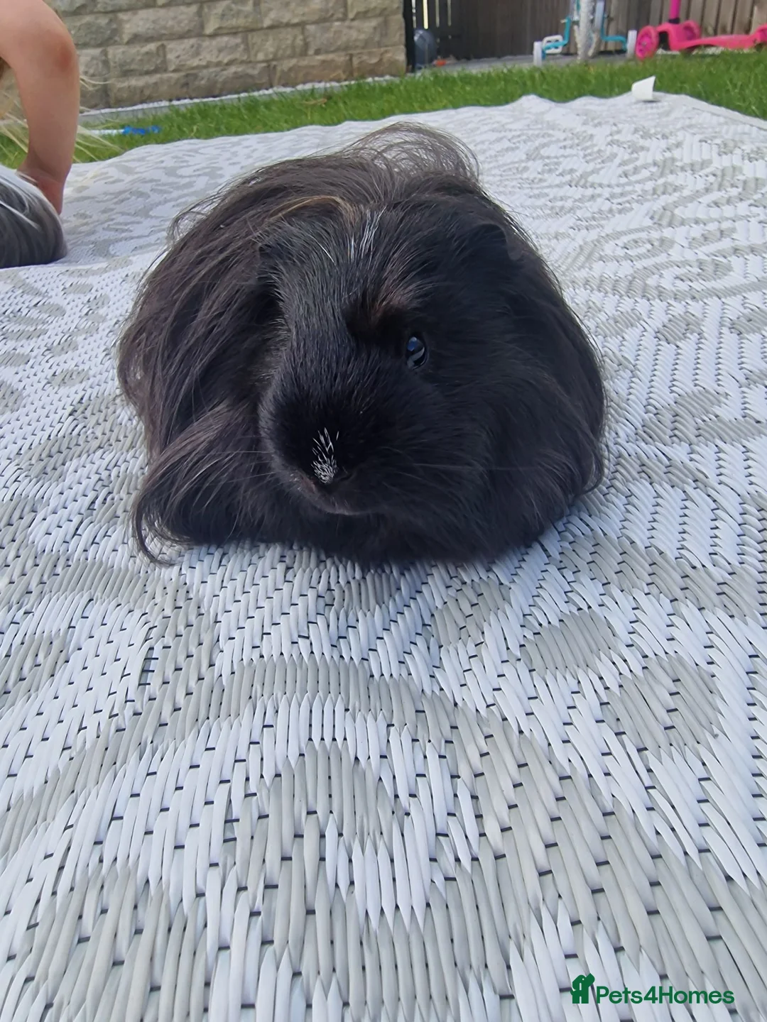 Guinea Pig rodents for sale: Bonded beautiful boys in Barnsley - Advert 1