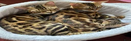 Bengal cats for sale: baby bengal male - Advert 12