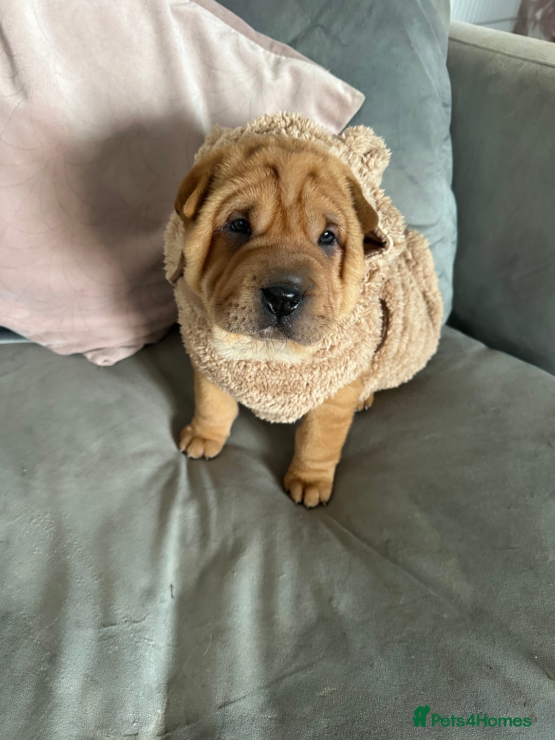 Shar Pei dogs for sale: Bear coat shar pei - Image 12