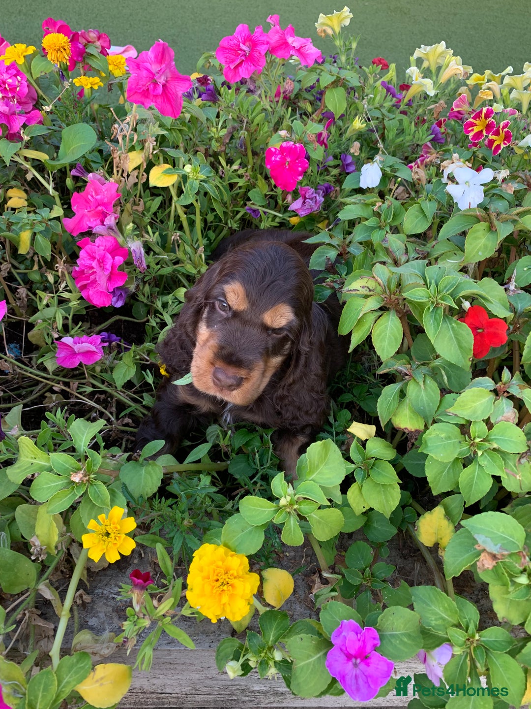 Cocker Spaniel dogs for sale: 5* LICENSED READY KC SHOW H/TESTED PUPPIES  - Image 26