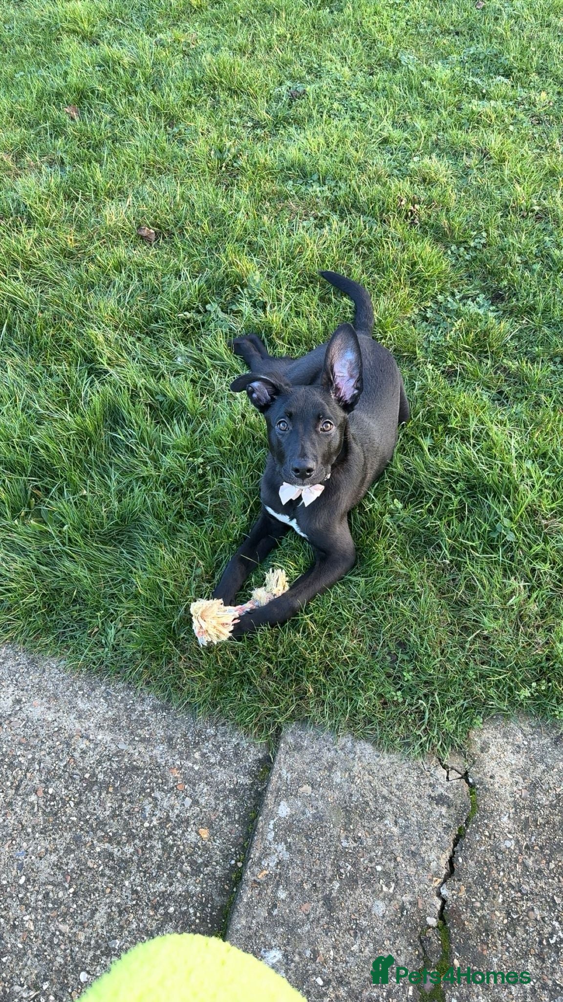 Mixed Breed dogs Dutch herd cross for sale - Advert 1