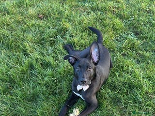 Mixed Breed dogs Dutch herd cross for sale - Advert 3