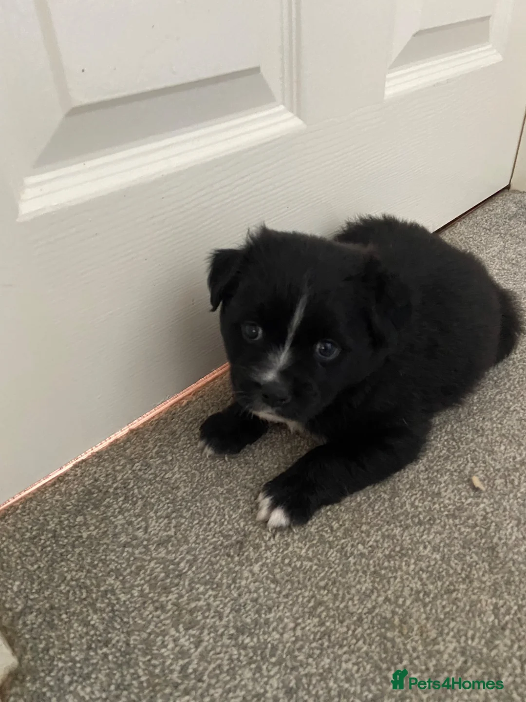 Mixed Breed dogs for sale: Mixed breed puppy’s  - Advert 2