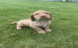 Cocker Spaniel dogs for sale: Cocker spaniel puppies - Image 7