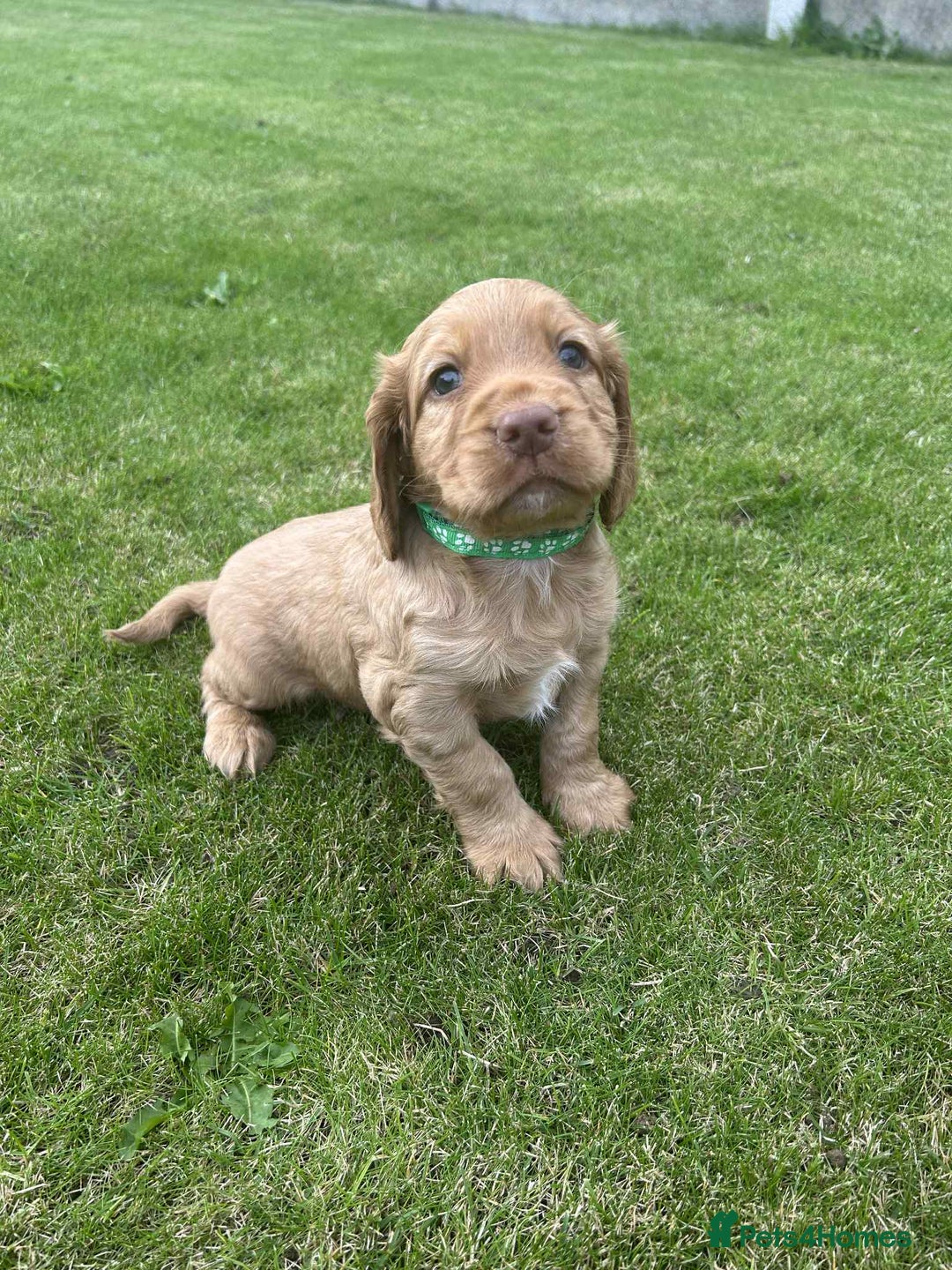 Cocker Spaniel dogs for sale: Cocker spaniel puppies - Image 7