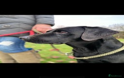 Cockerdor dogs for sale: Outstanding working gun puppies  - Image 22