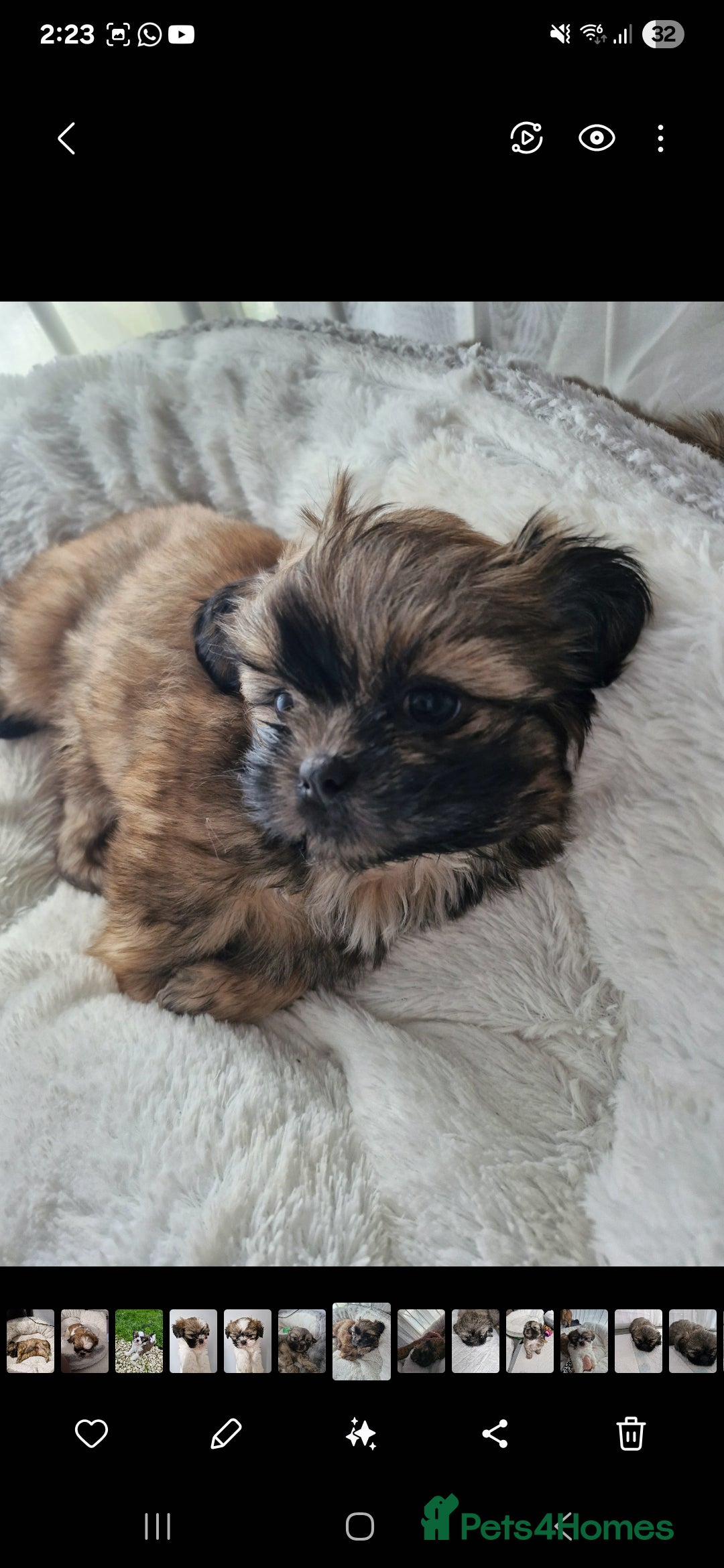 Shih Tzu dogs for sale: 6 Adorable FULL BREED Shih Tzu boy puppies.  - Image 6