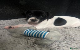 Pointer dogs for sale: English Pointer Bitch - Image 9