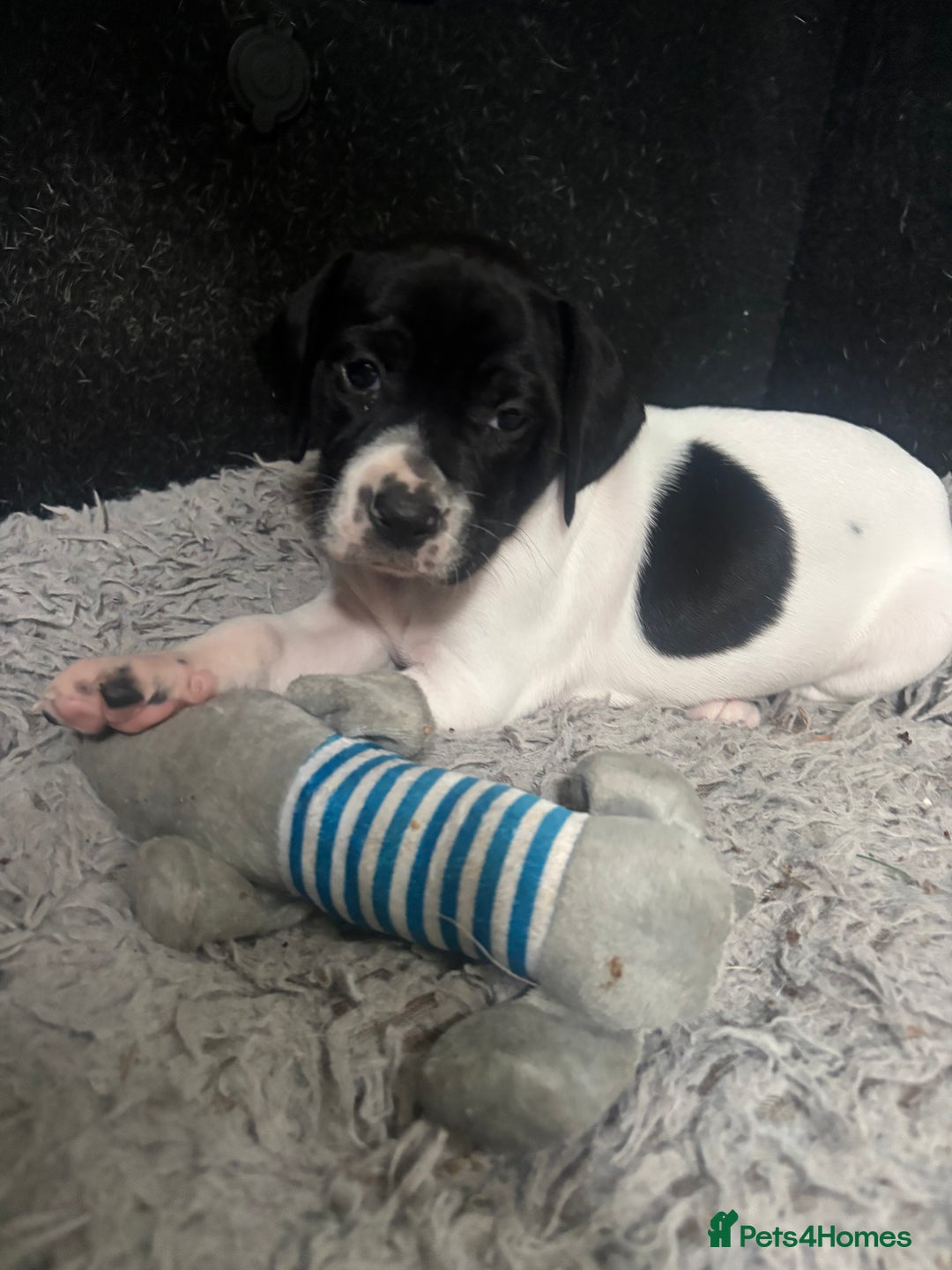 Pointer dogs for sale: English Pointer Bitch - Image 9