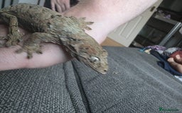 Gecko reptiles for sale: Breeding pair chahoua gecko  - Image 11
