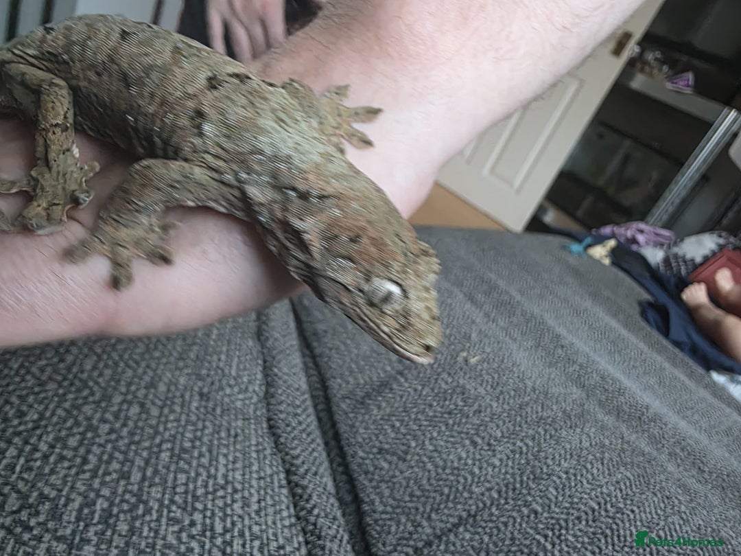 Gecko reptiles for sale: Breeding pair chahoua gecko  - Image 11