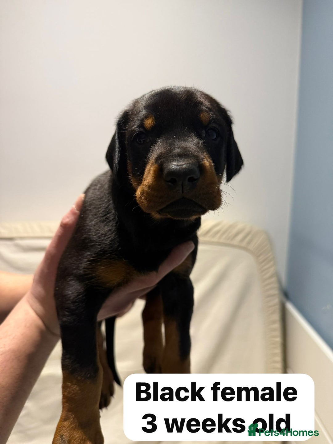 Dobermann dogs for sale: Superb rare champion working Dobermans 🇺🇸🇳🇱  - Advert 4