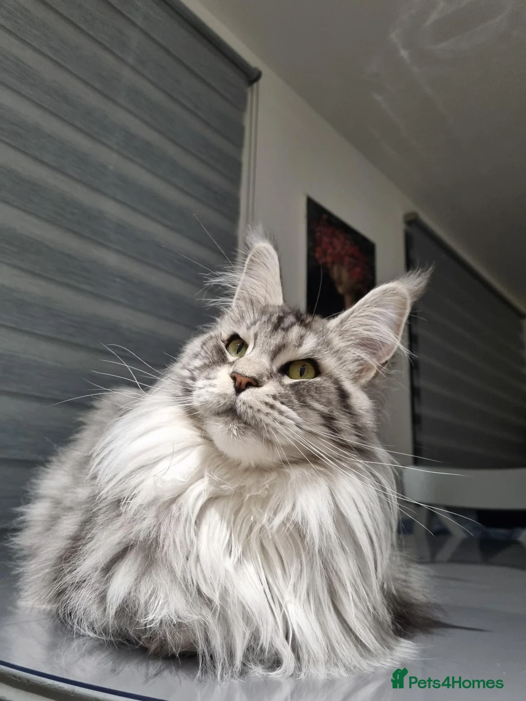 Maine Coon cats for sale: King size Purebred Maine Coon kittens  - Advert 2