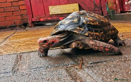 Tortoise reptiles for sale: Female cherry head red foot tortoise - Image 9