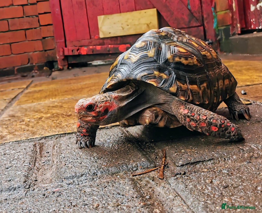 Tortoise reptiles for sale: Female cherry head red foot tortoise - Image 9