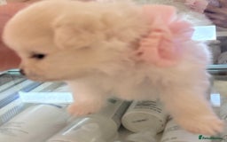 Pomeranian dogs for sale: 3 Beautiful small white Pomeranian pups  - Image 10