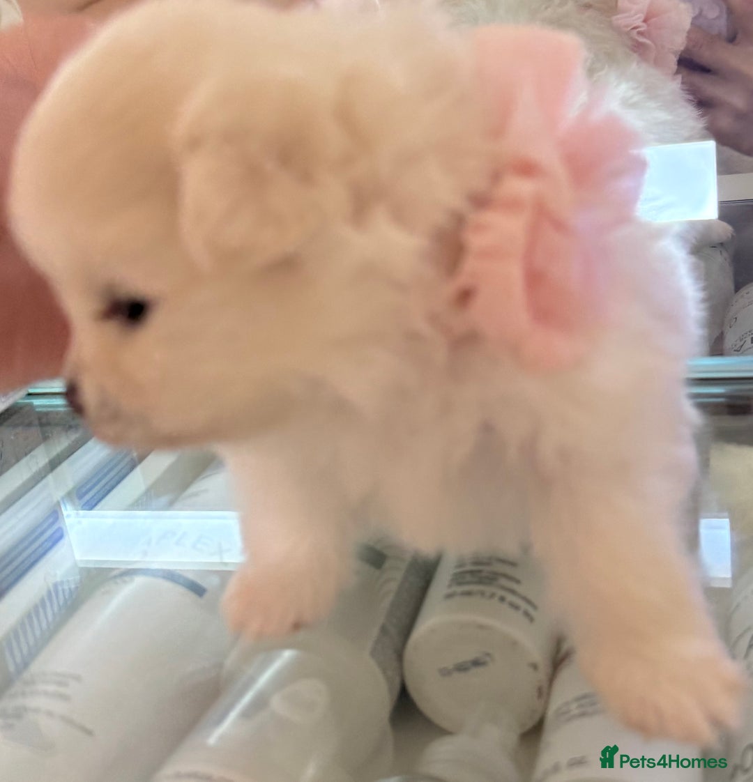 Pomeranian dogs for sale: 3 Beautiful small white Pomeranian pups  - Image 10
