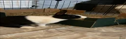 Mixed Breed rabbits for sale: Luna& thumper both 20 weeks - Advert 8