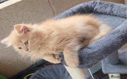 British Longhair cats for sale: British longhair/free - Image 6