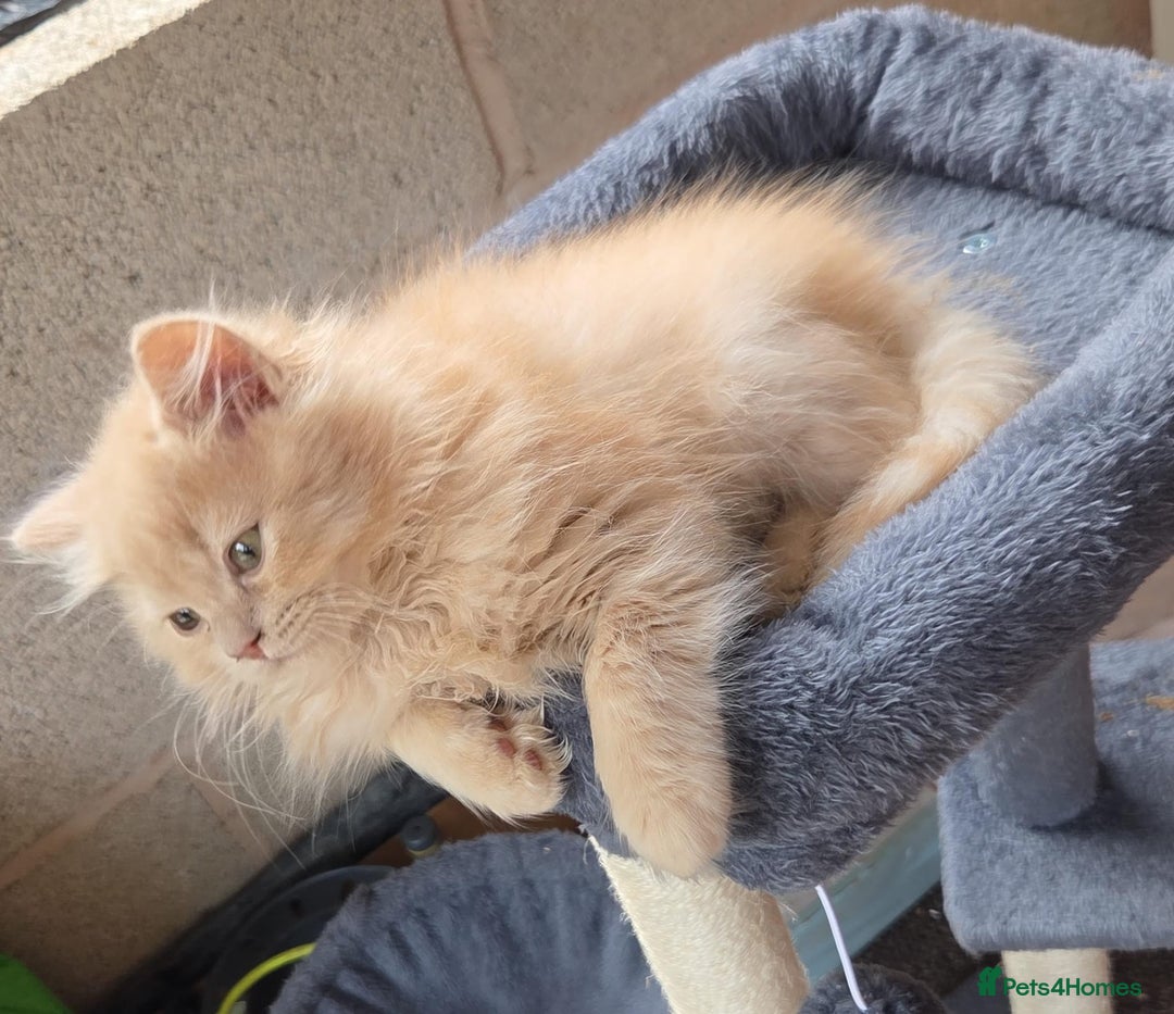 British Longhair cats for sale: British longhair/free - Image 6