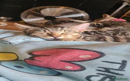 Bengal cats for sale: Mixed bengal kittens   - Advert 8