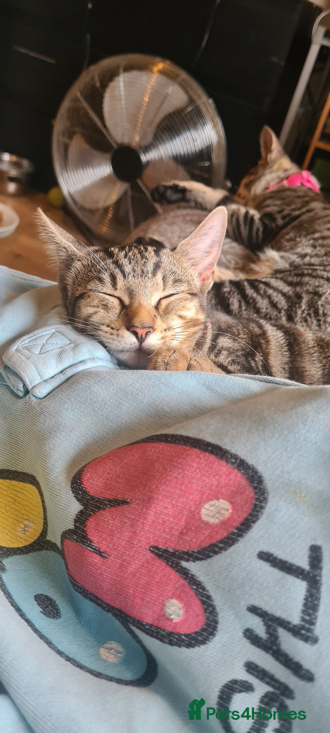 Bengal cats for sale: Mixed bengal kittens   - Advert 8