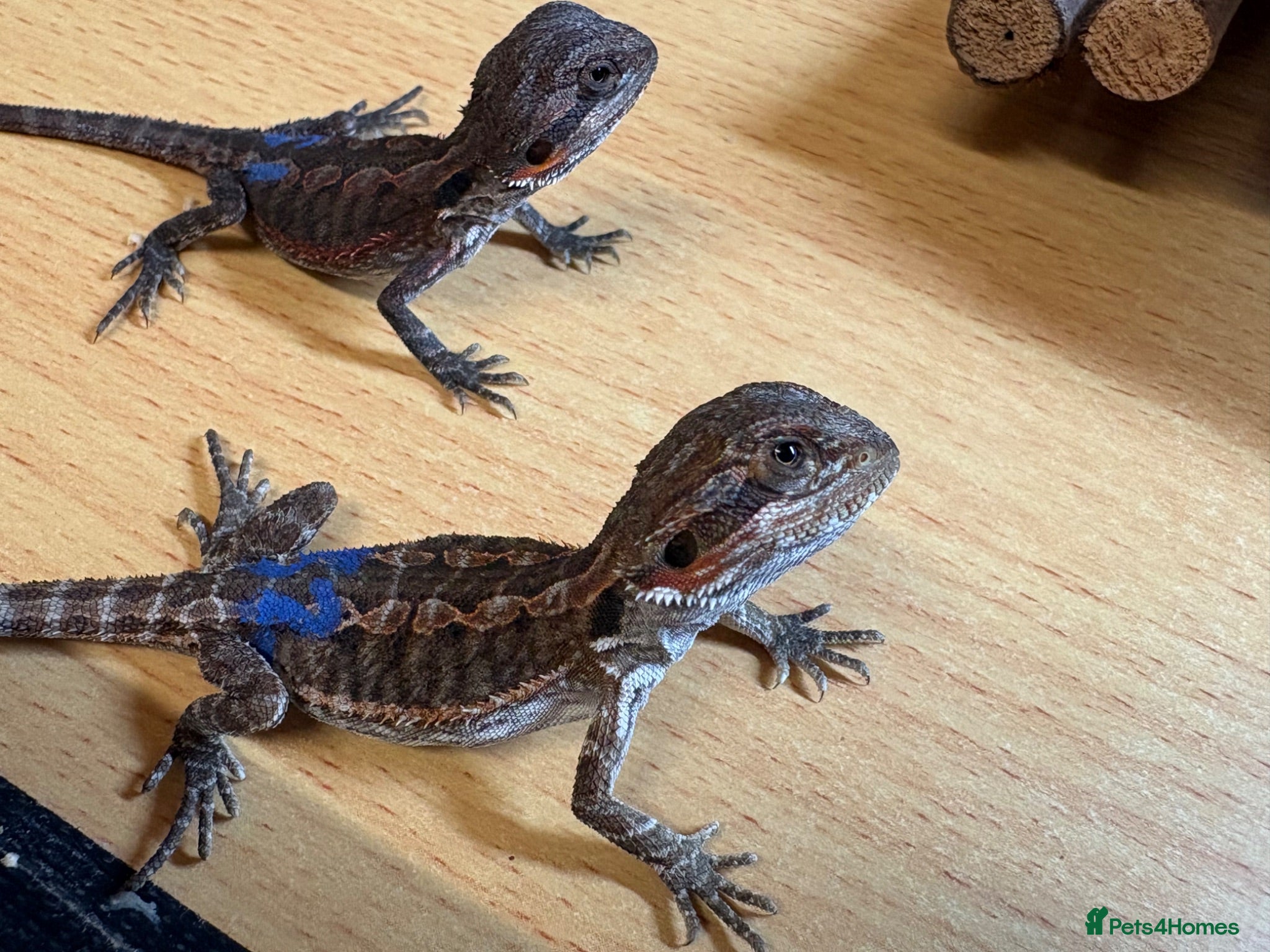 Bearded Dragon reptiles stunning baby bearded dragons  - Advert 6