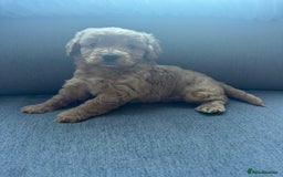 Cockapoo dogs for sale: Cockapoo puppies for sale - Image 13