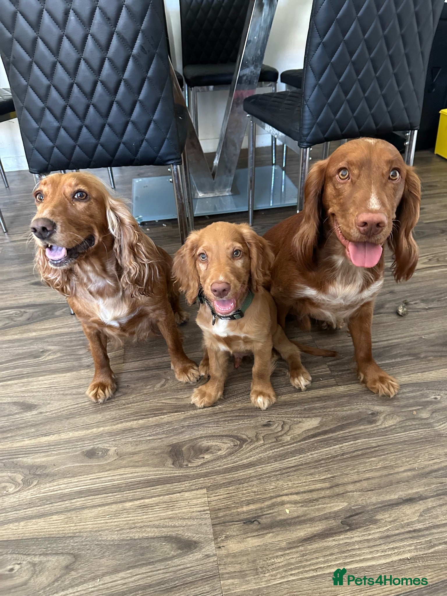 Cocker Spaniel dogs Price reduced last boy available again  - Advert 1