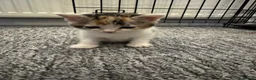 Mixed Breed cats for sale: 2 girl kittens for sale - Advert 2