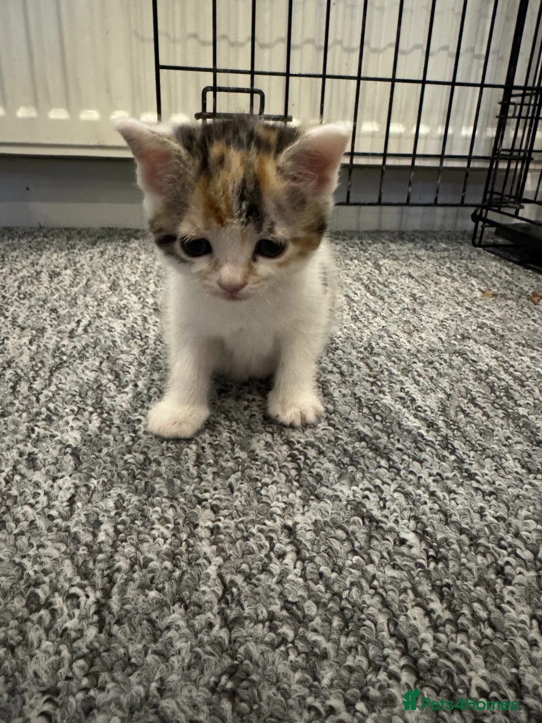 Mixed Breed cats for sale: 2 girl kittens for sale - Advert 2
